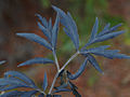 Sambucus nigra Black Lace IMG_4502 Bez czarny